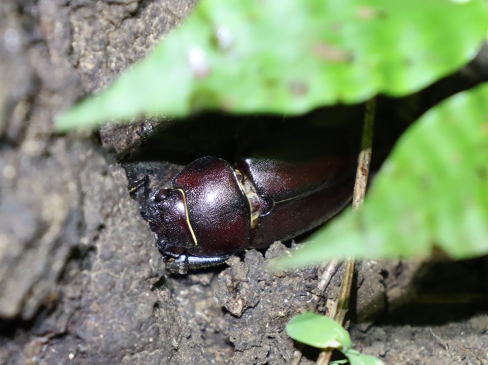 ノコギリクワガタ♀_No．3のクヌギ_クワガタ達のオアシス _2023年6月19日20時5分気温22度